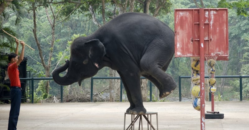 Elephants performing at a tourist attraction in Southeast Asia