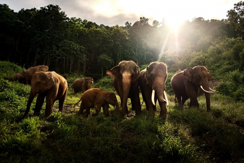 elephants in the wild