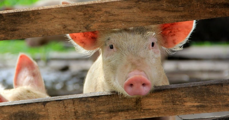 Pig behind a fence in Mexico - World Animal Protection - pig sentience