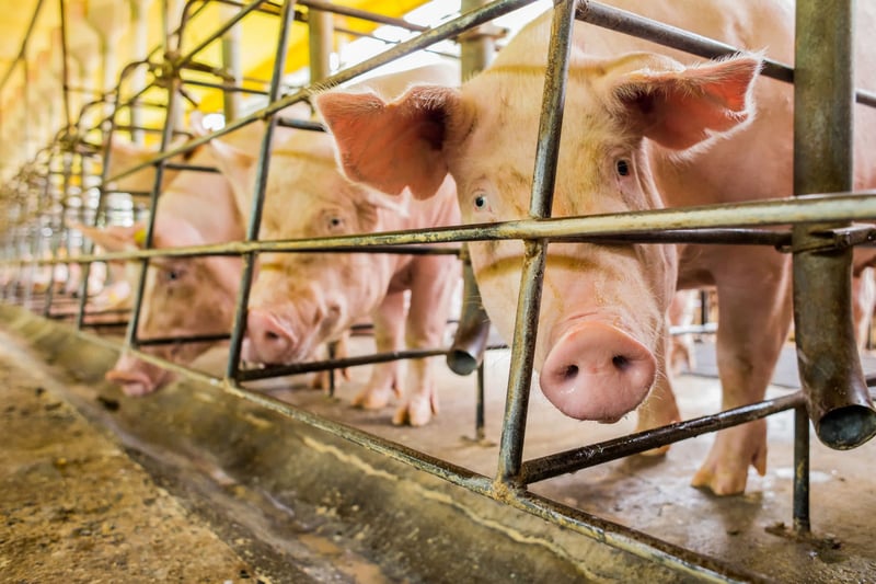 Pigs in a group pen