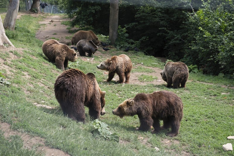 Two bears at Romania bear sanctuary - Animals in the wild - World Animal Protection