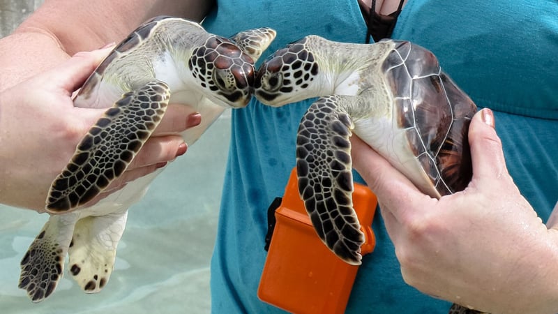 Sea turtles used as photo props at Cayman Turtle Centre