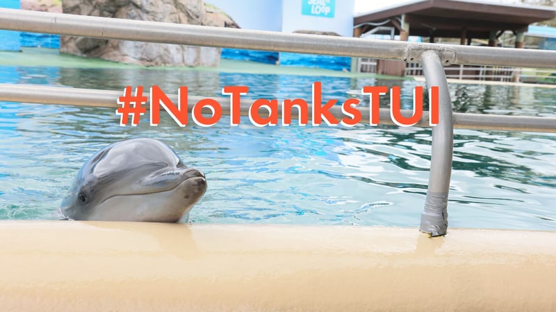 A dolphin looks out from behind the barrier in a tank enclosure. Text reads: #NoTanksTUI. TUI still profits from cruel captive dolphin performances and interactions, despite years of critique.