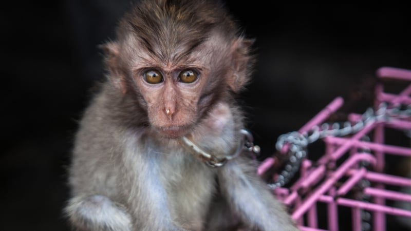 eyes of captive chained macaques -  Nicky Loh/Getty Images for World Animal Protection