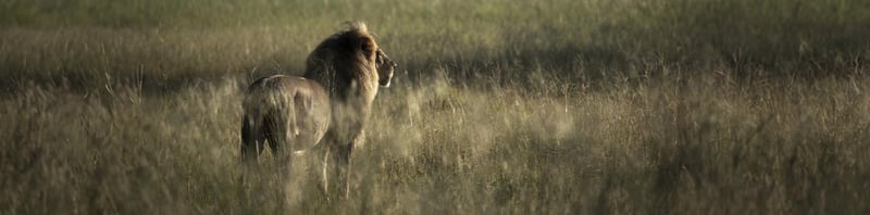Wild lion Hwange National Park, Zimbabwe. Credit: Aaron Gekoski