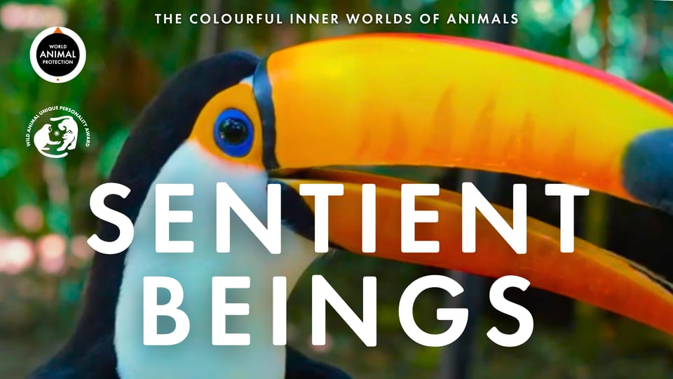 Animal Personalities Explored: Discovering Sentience